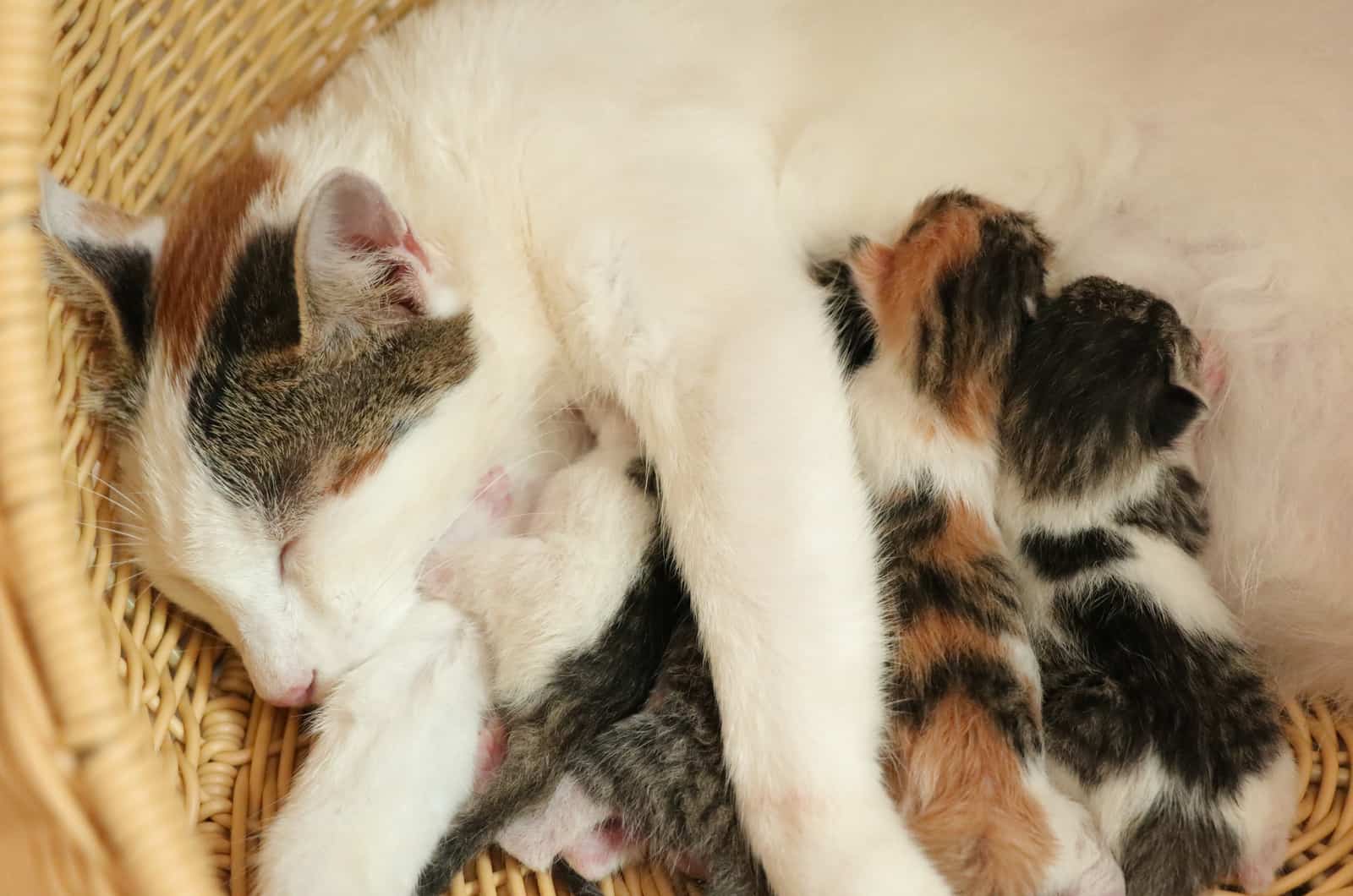 cat with her kittens