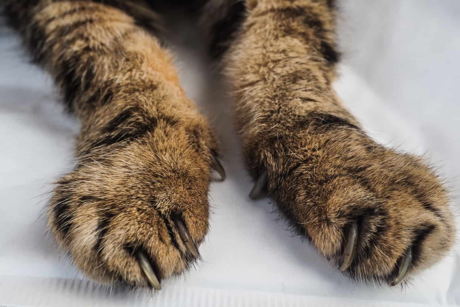 cat's neglected claws