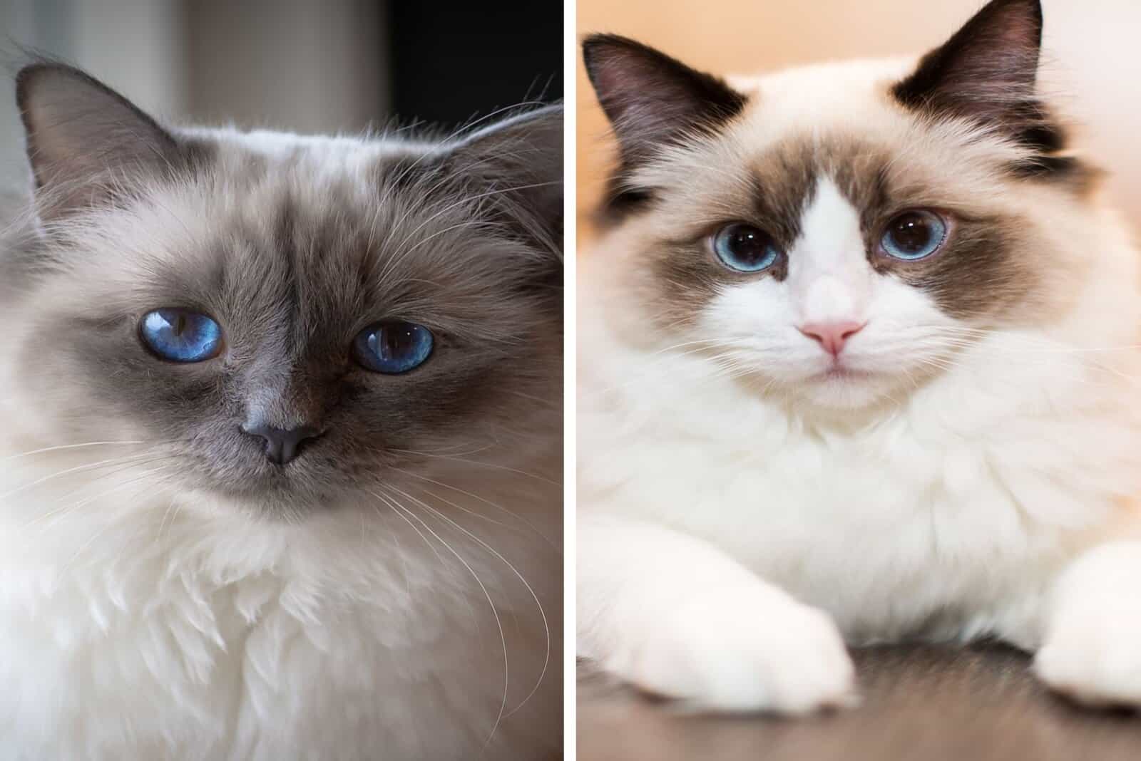 close shot of Birman and Ragdoll