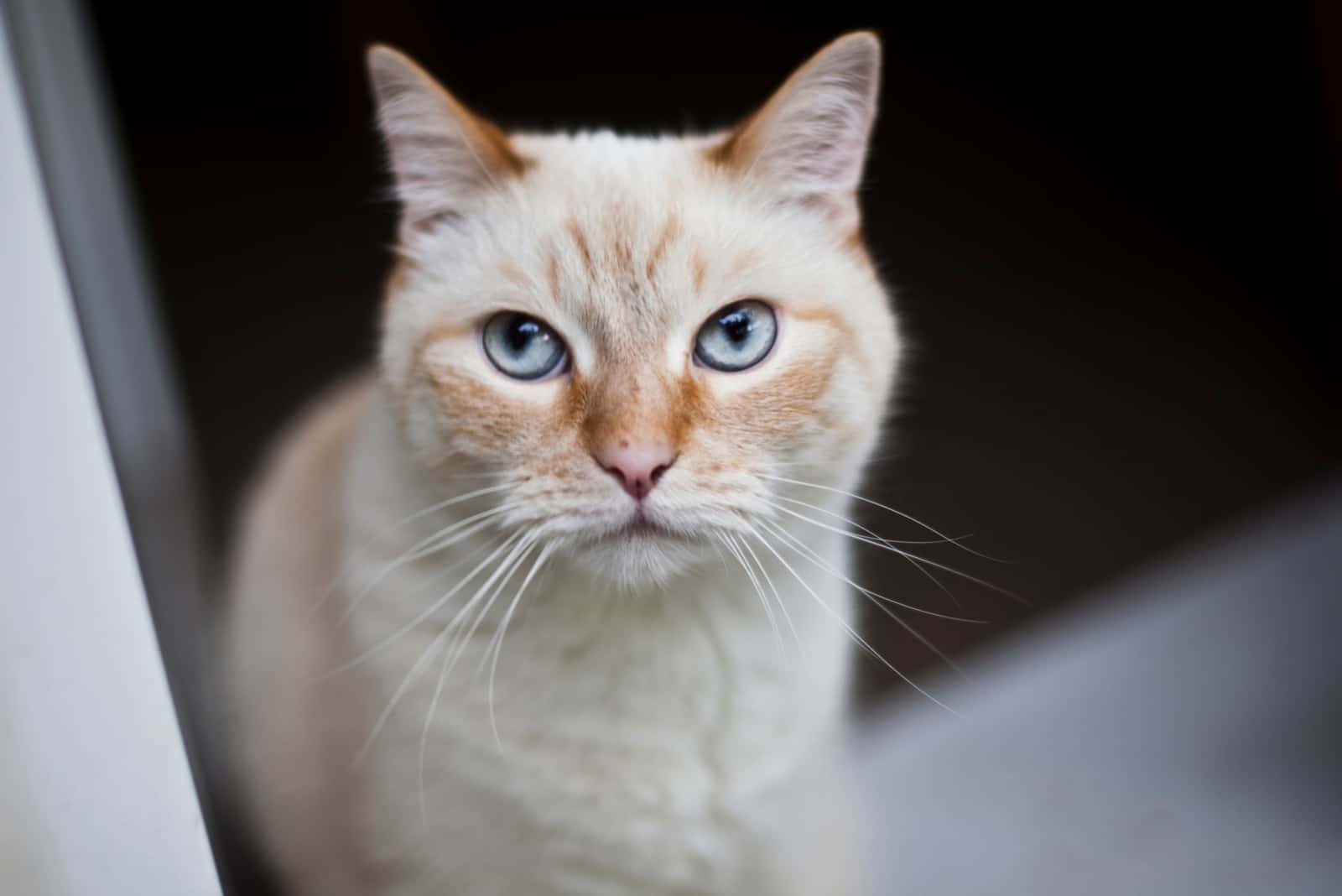close shot of Flame Point Siamese