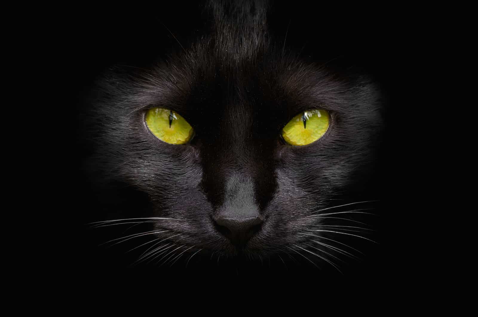 close shot of black cat