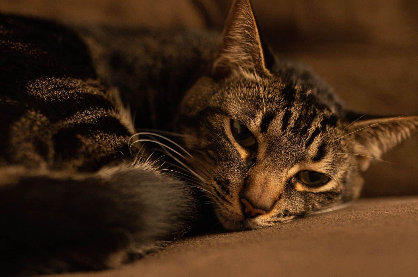 close shot of sleepy cat