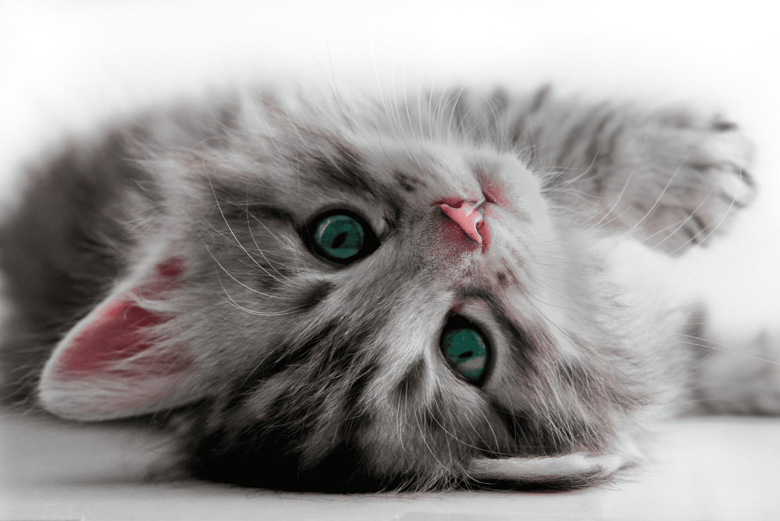 close up photo of a kitten