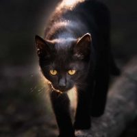 black cat walking outside