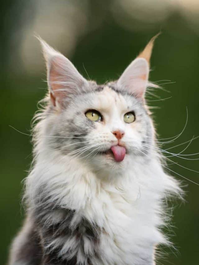 Check Out The Maine Coon Cat Price And Costs Of Having One