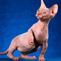 cropped-Minskin-cat-breed.jpeg