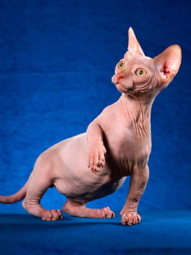 Things You Should Know About A Minskin Cat