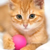 Orange kitten with a ball