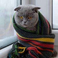 a cat wrapped in a colorful scarf sits by the window