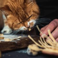 a man is feeding a cat in the kitchen near a table