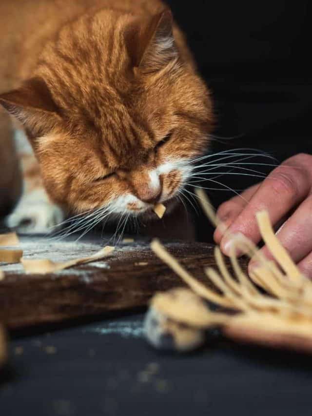 Can Cats Eat Pasta With You?