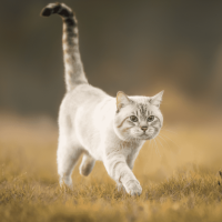 an adorable cat walks gracefully on the grass