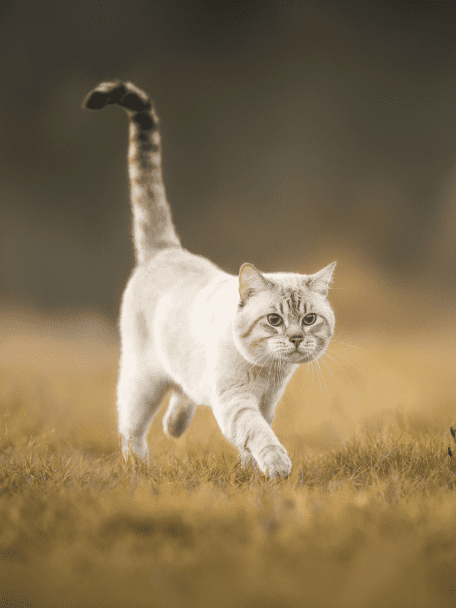 7 Reasons For This Funny Cat Sideway Walk