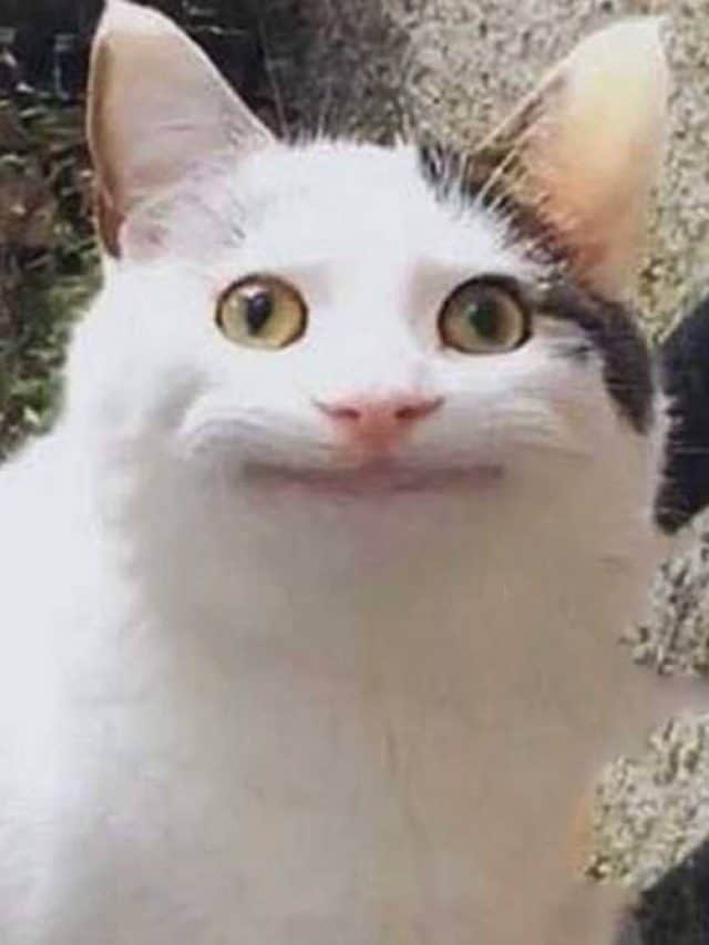 Beluga(polite cat meme)