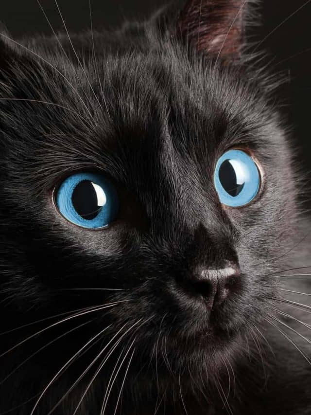 Check Out These Black Cats With Blue Eyes