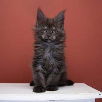 black smoke maine coon kitten on a white table