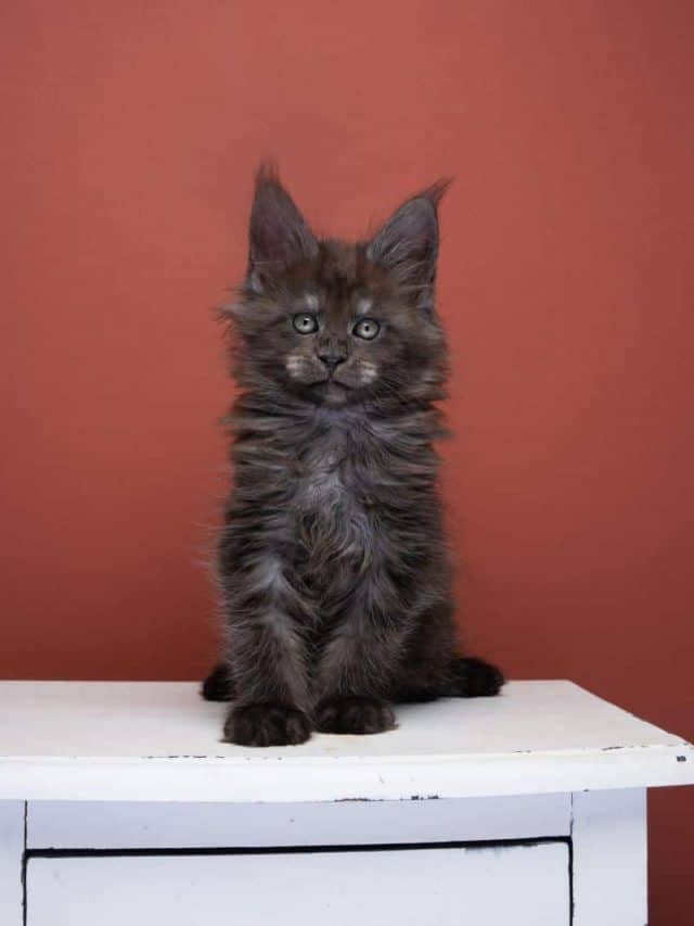 Interesting Facts About Full Grown Black Smoke Maine Coon Cat ...