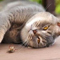 cat lying next to a bug