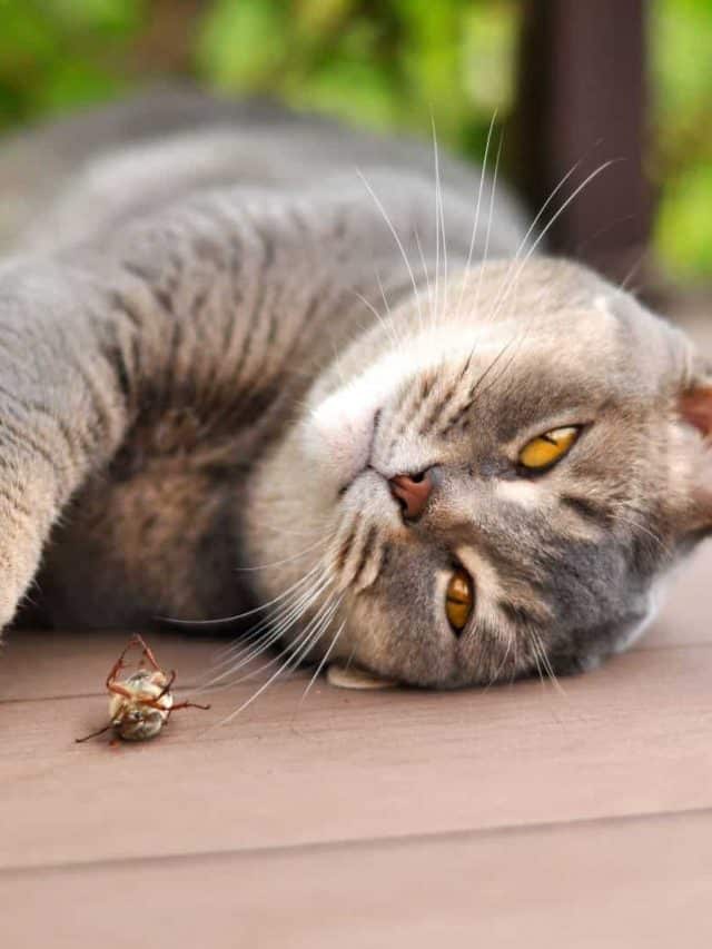 Is It Safe For Cats To Eat Lightning Bugs (Fireflies)? happywhisker