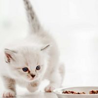 cute white kitten looking at her food