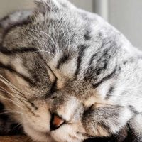 grey tabby cat sleeping