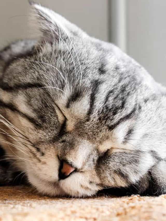 This Is What You Need To Know About Beautiful Grey Tabby Cats