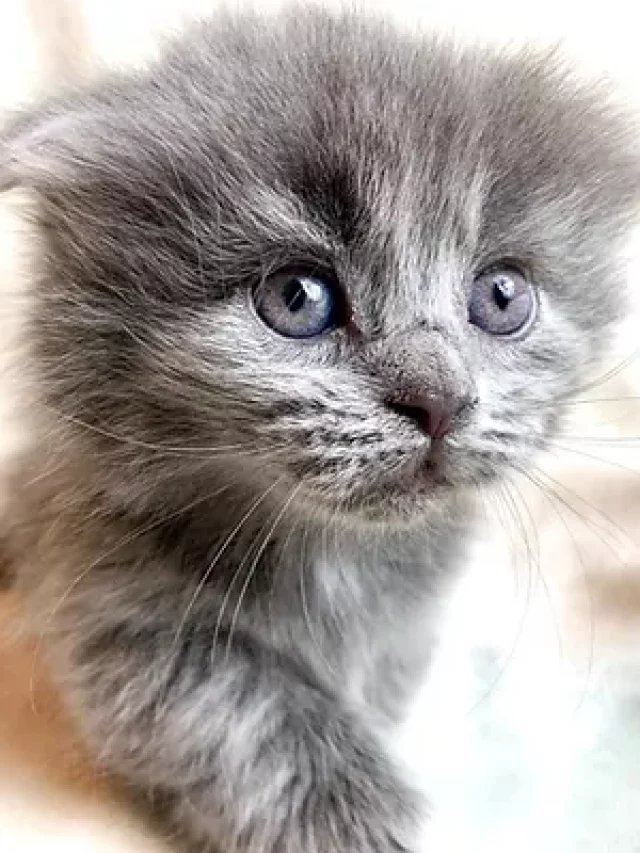 kinkalow grey kitten