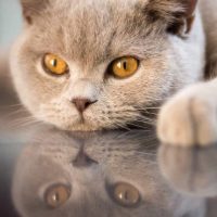 lilac British shorthair tom cat with yellow gold eyes daydreaming