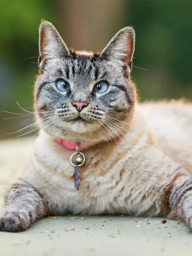 Things That Make Lynx Point Siamese Cat So Popular