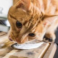 the cat eats a sardine from a wooden board