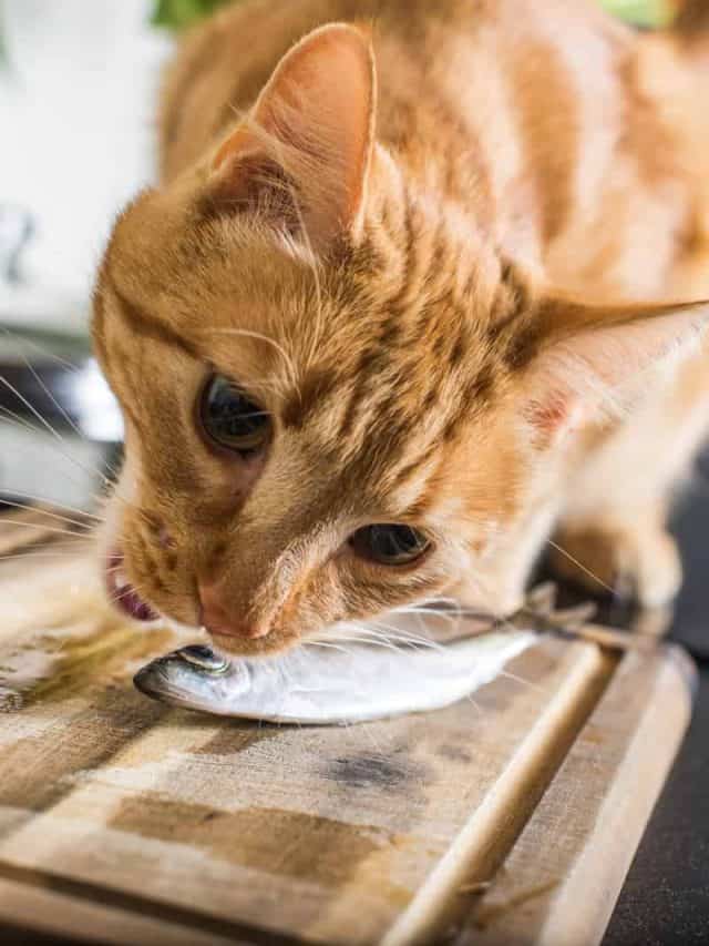 Can Cats Eat Sardines And Benefit From Them?