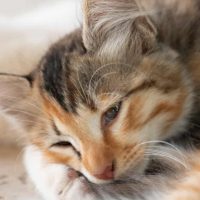 tricolor kitten lying on the floor