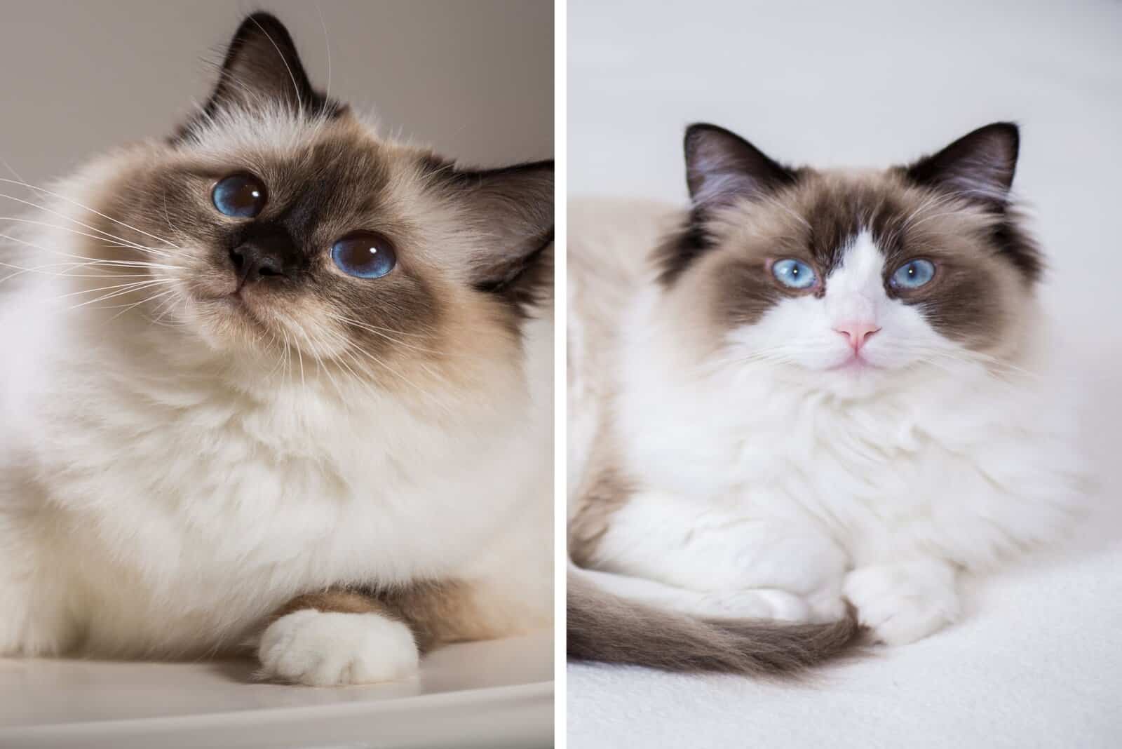 cute Birman and Ragdoll