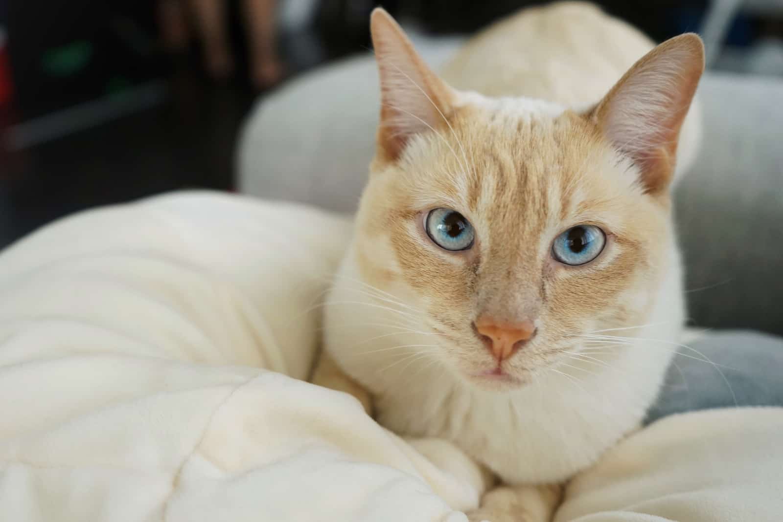 cute Flame Point Siamese cat