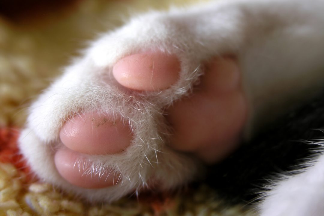 Cat Paw Pad Peeling Causes And Solutions