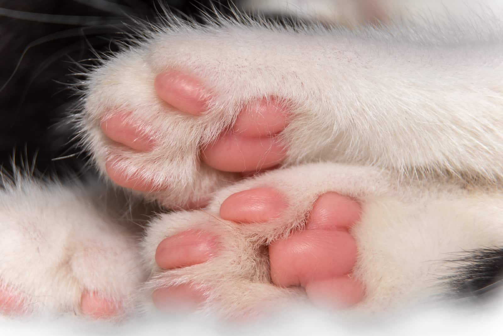 cute bottom of paws