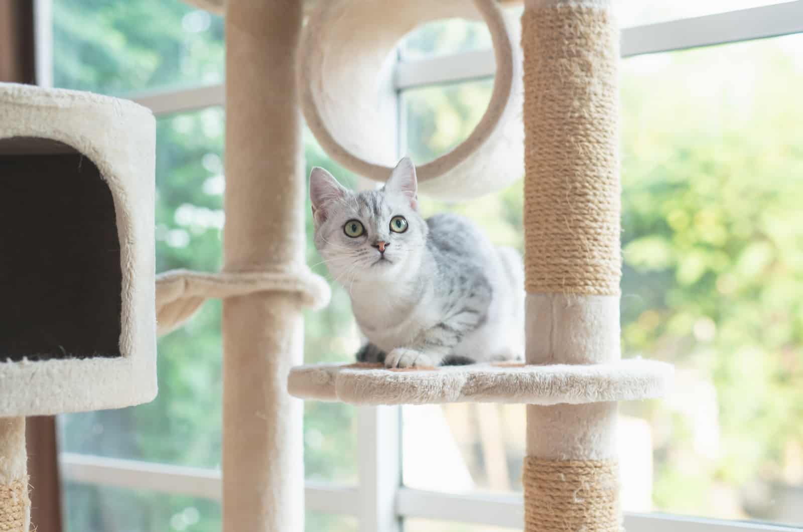 cute cat on Cat Tree