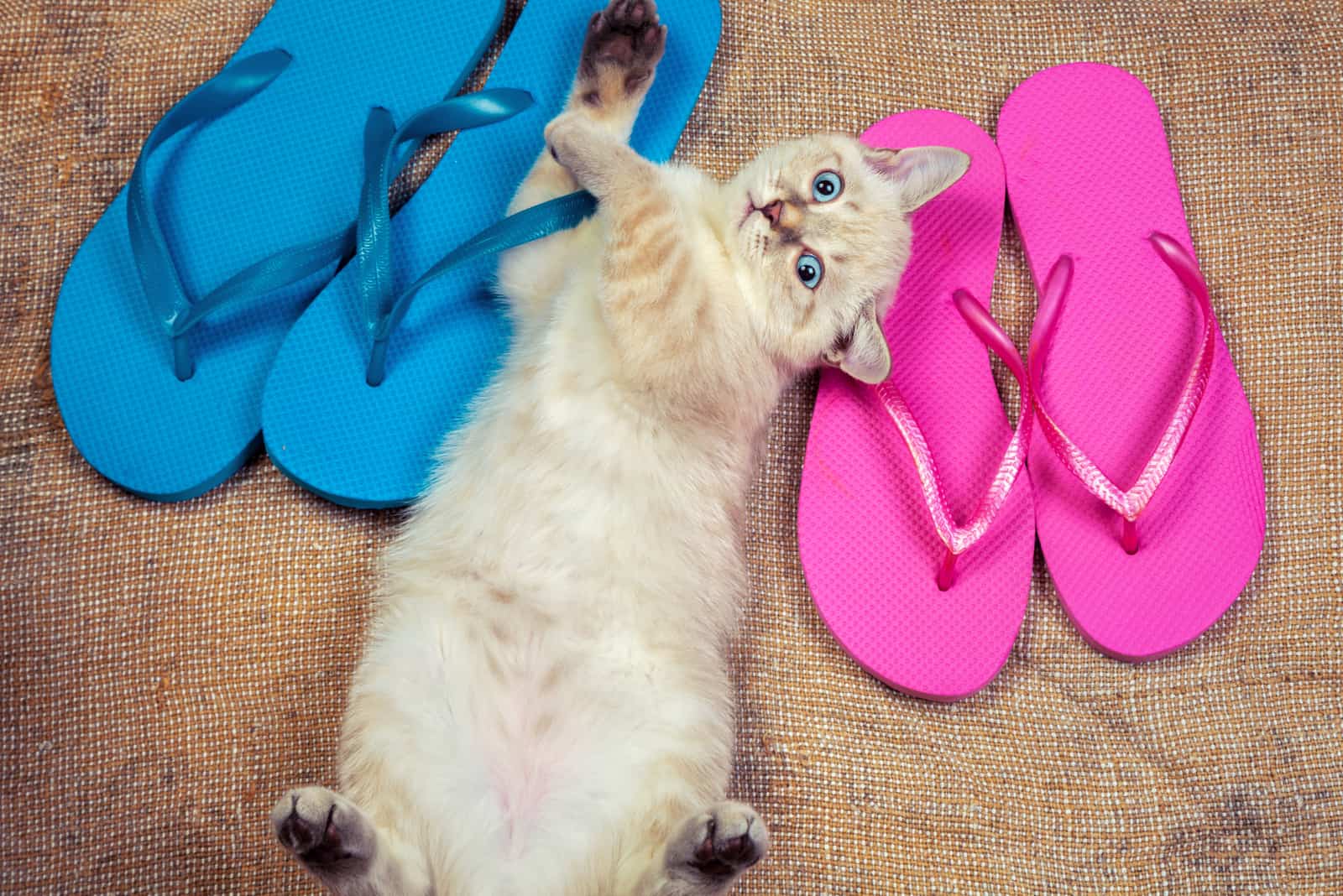 cute cat playing with flip flops