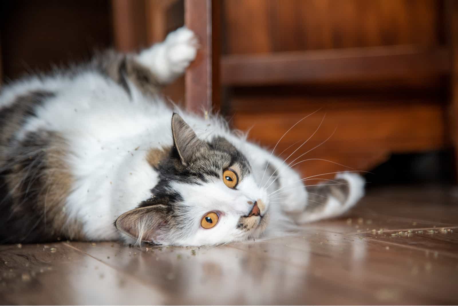 cute cat rolling in catnip