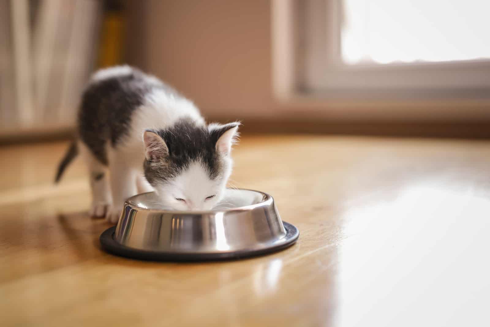 cute kitten eating from bowl