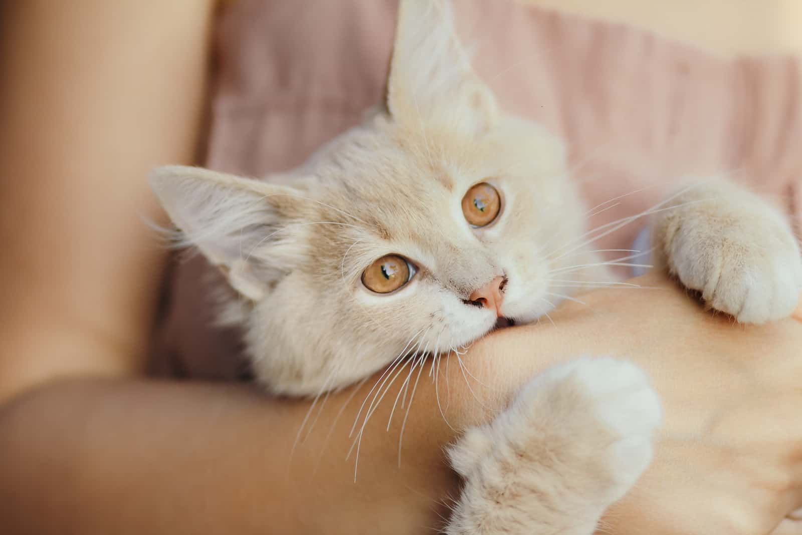 cute playful kitten in the arms of a girl