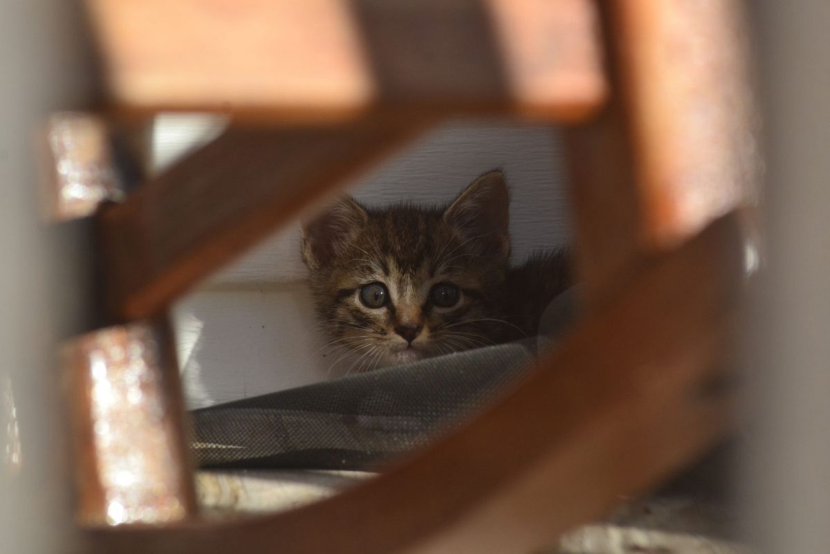 Why Is My Cat Scared Of Something I Can’t See?