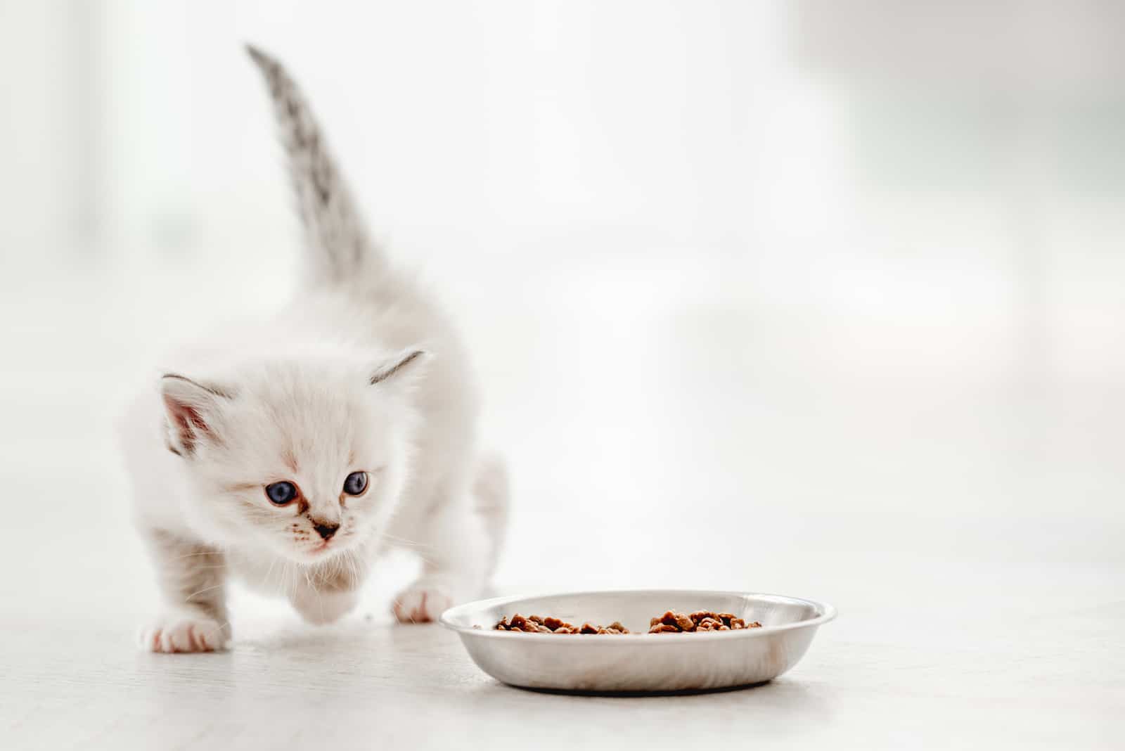 cute white kitten looking at her food