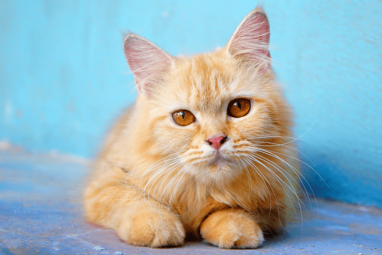 cute yellow cat is lying down