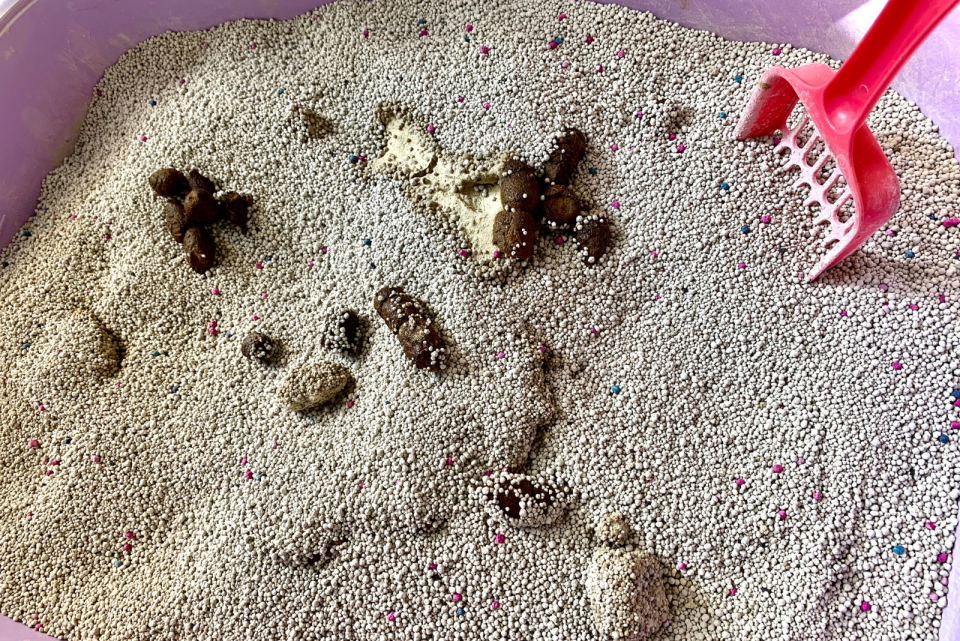 Cat Peeing Over Edge Of Litter Box 13 Reasons & Solutions