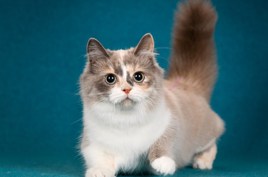 Munchkin Cat Breeders In Michigan Breeders List