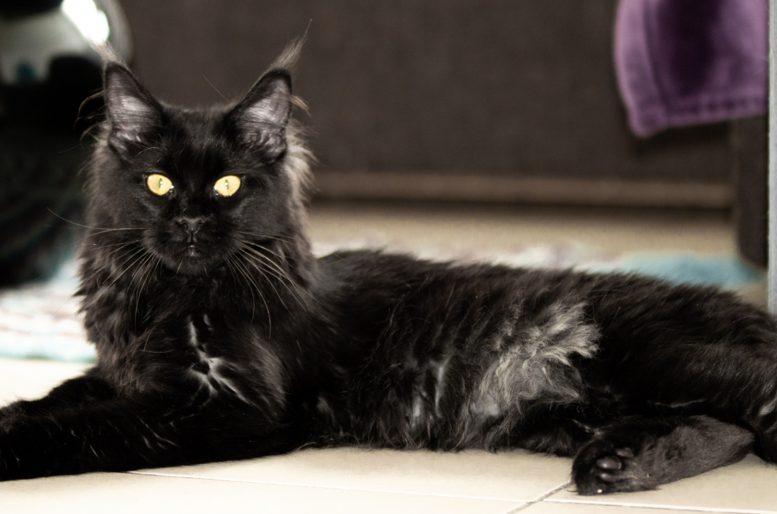 Full Grown Black Smoke Maine Coon Cat Info And Facts