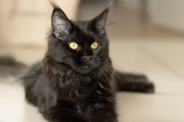 Full Grown Black Smoke Maine Coon Cat – Info And Facts