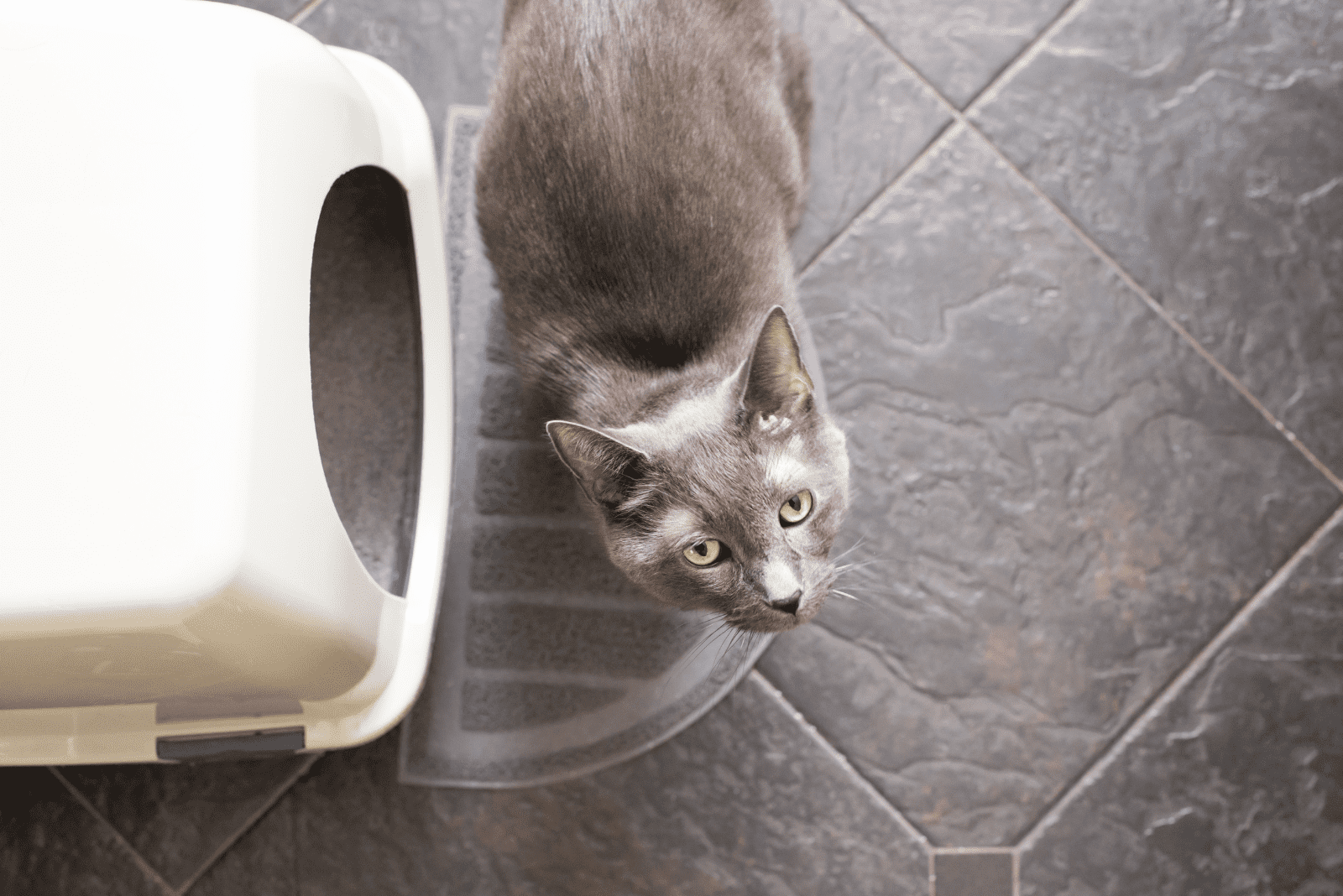 gray cat sits next to the litter box
