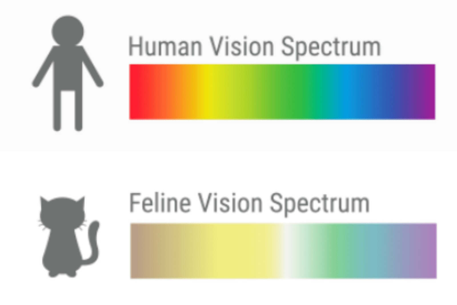 human vision spectrum vs cats vision spectrum